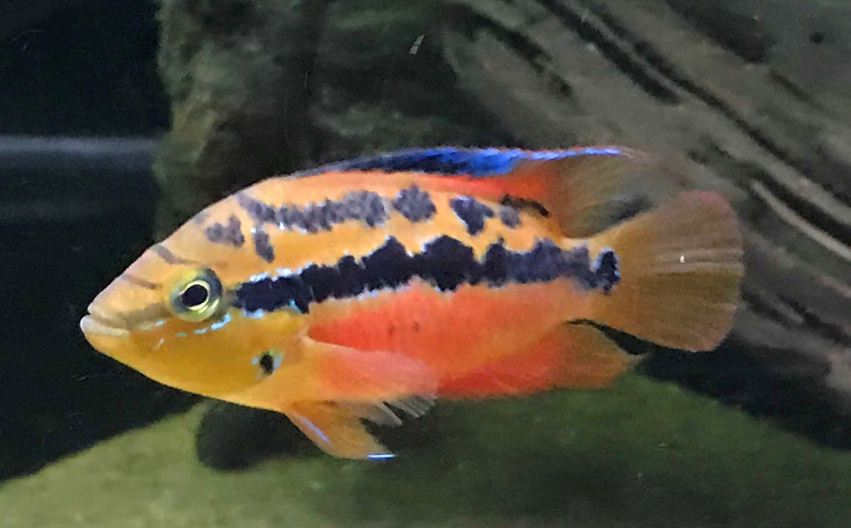 Salvini Cichlid (Trichromis salvini)