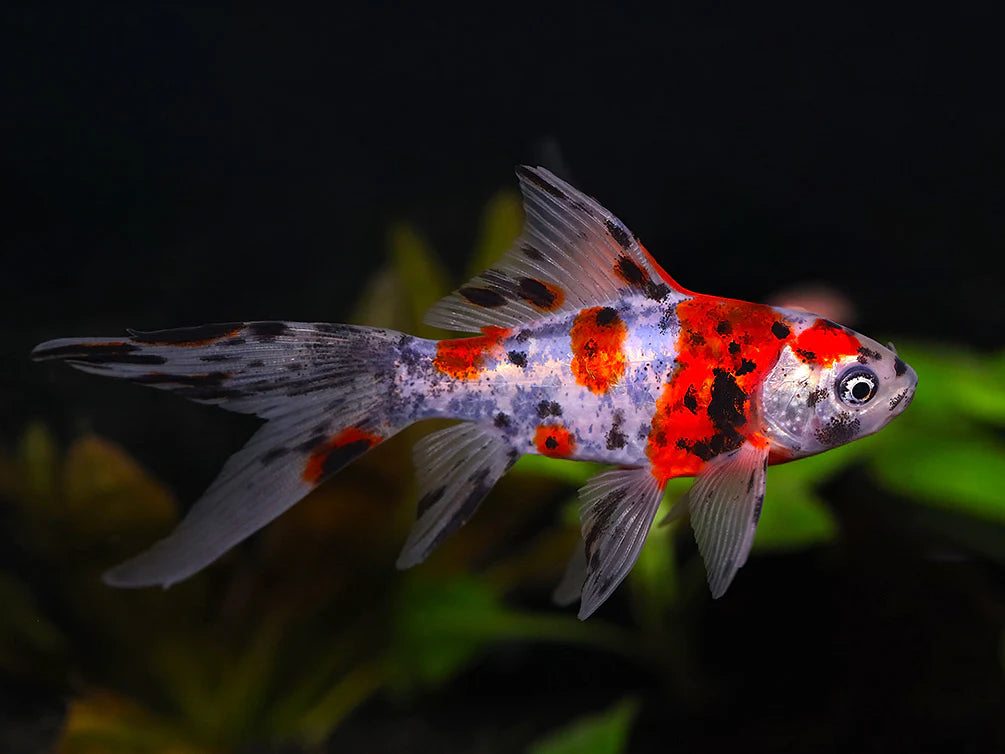 Shubunkin Goldfish (Carassius Auratus)