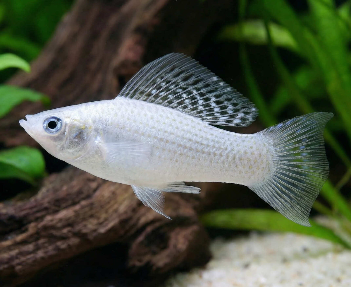 Silver Sailfin Molly (Poecilia Sphenops)