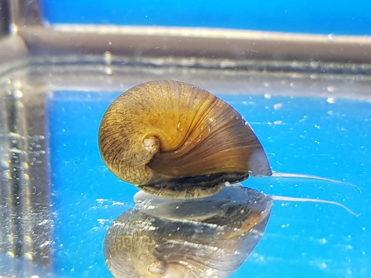 Abalone Snail (Neritina sp.)