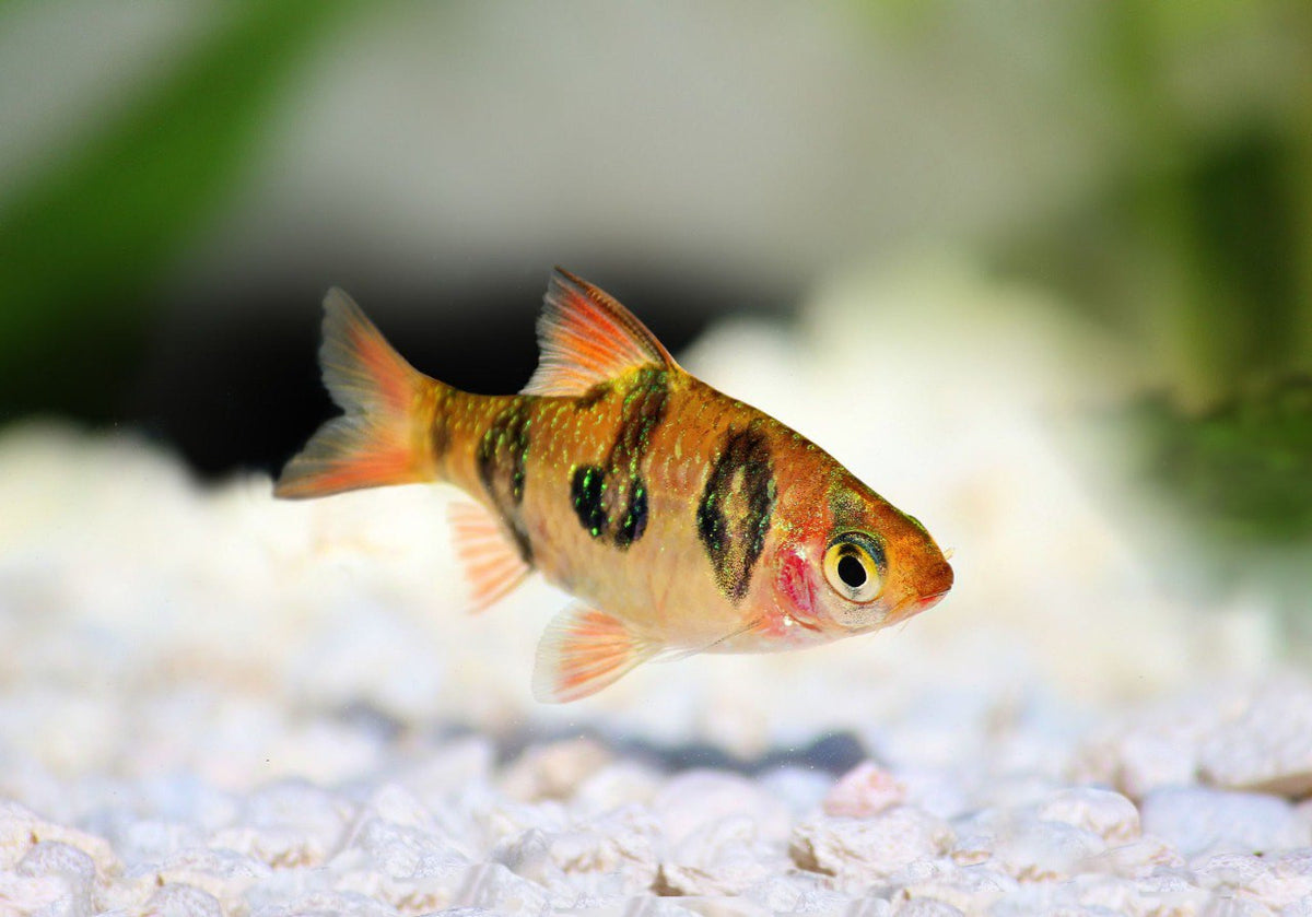 Snakeskin Rhombo Barb (Desmopuntius rhomboocellatus)