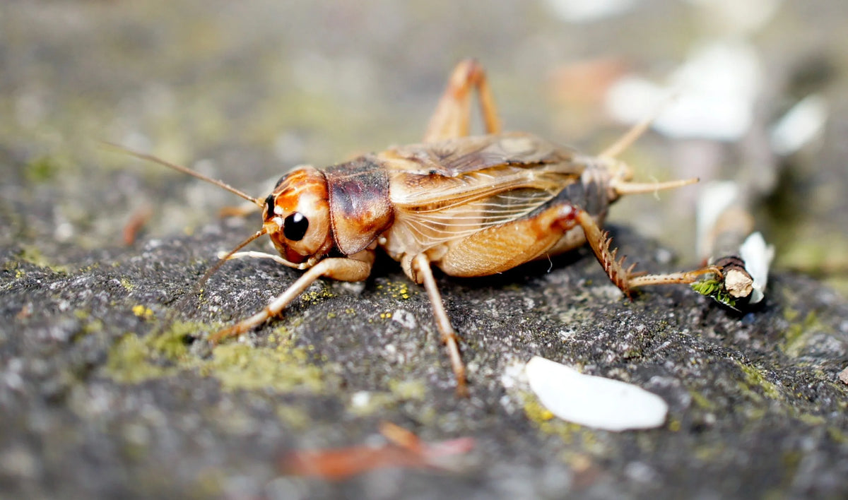 Steppe Crickets (Gryllus assimilis)