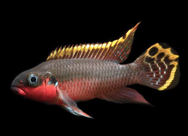 Striped Kribensis Nigeria (Pelvicachromis taeniatus "Nigeria")