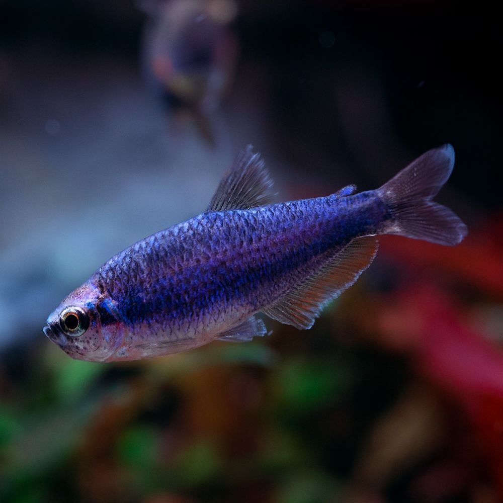 Super Blue Royal Tetra (Inpaichthys kerri)
