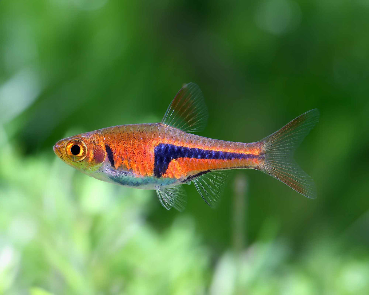 Lambchop Rasbora (Trigonostigma espei)