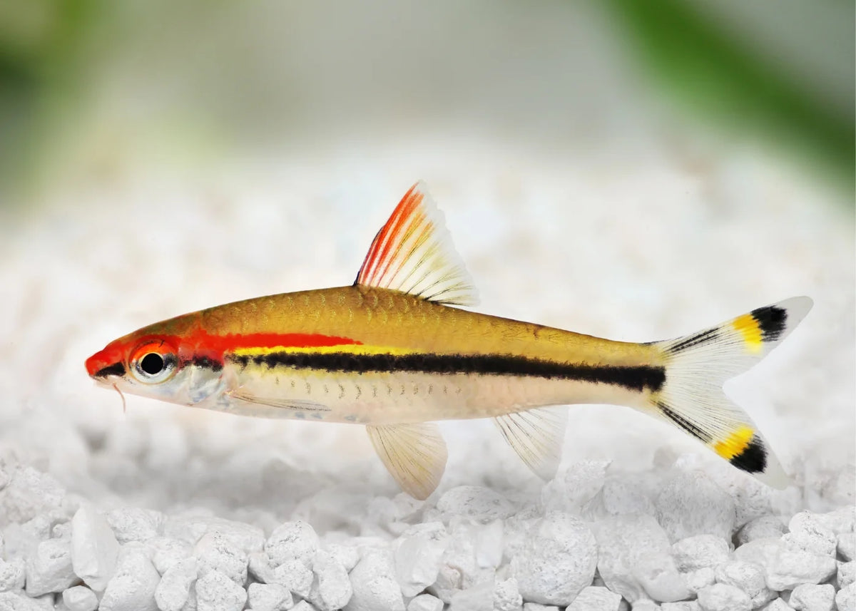 Torpedo Barb (Sahyadria denisonii)