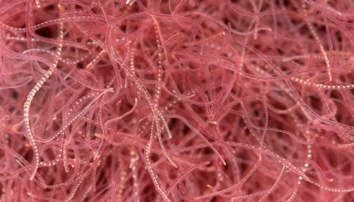 Tubifex Worm (Tubifex tubifex)