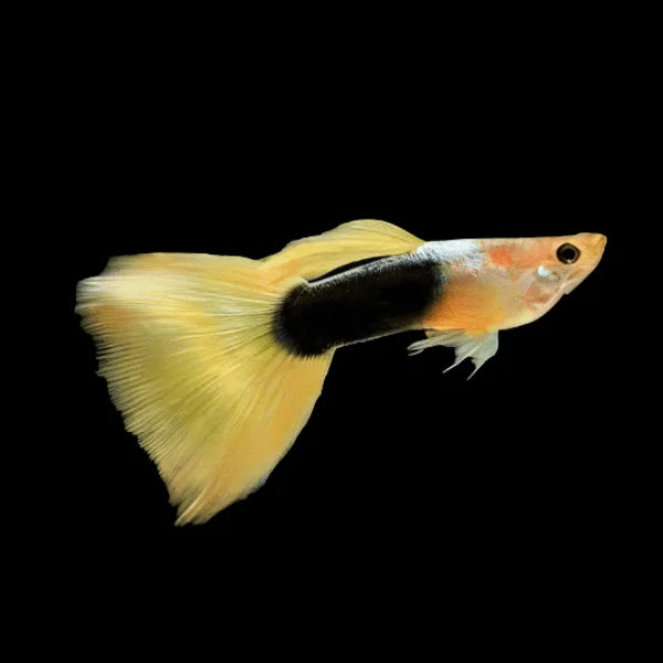 Tuxedo Yellow Guppy Male (Poecilia reticulata)