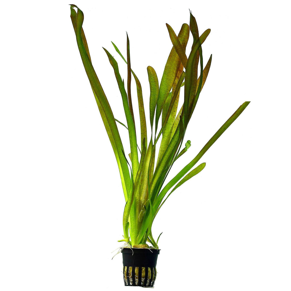 Vallisneria australis (Gigantea)