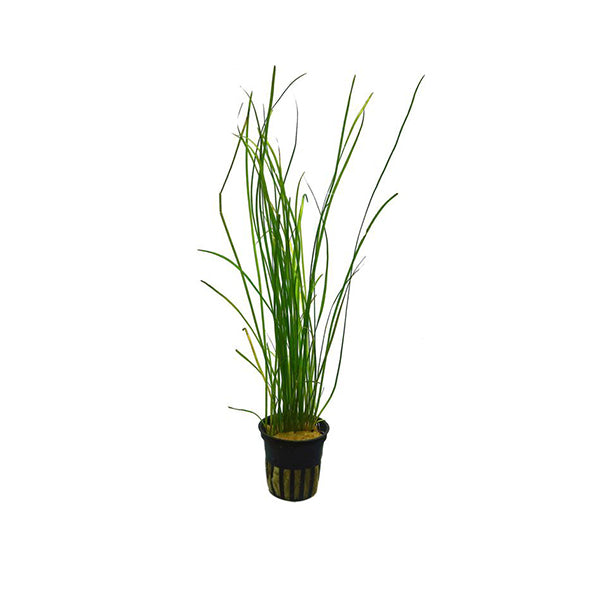 Vallisneria nana (Narrow Leaf Val)