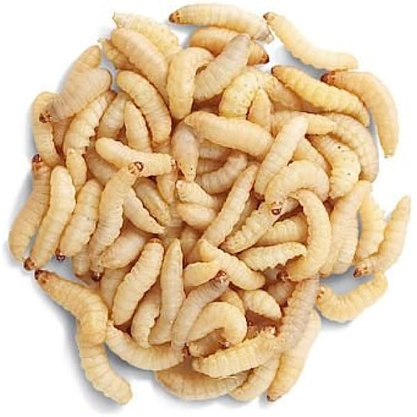 Waxmoth Larvae Tub
