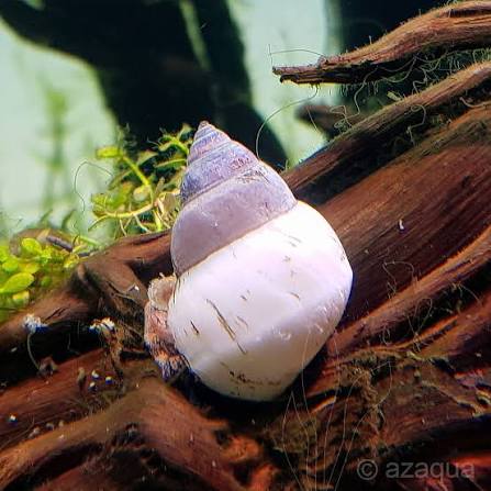 White Wizard Snail (Filopaludina martensi)
