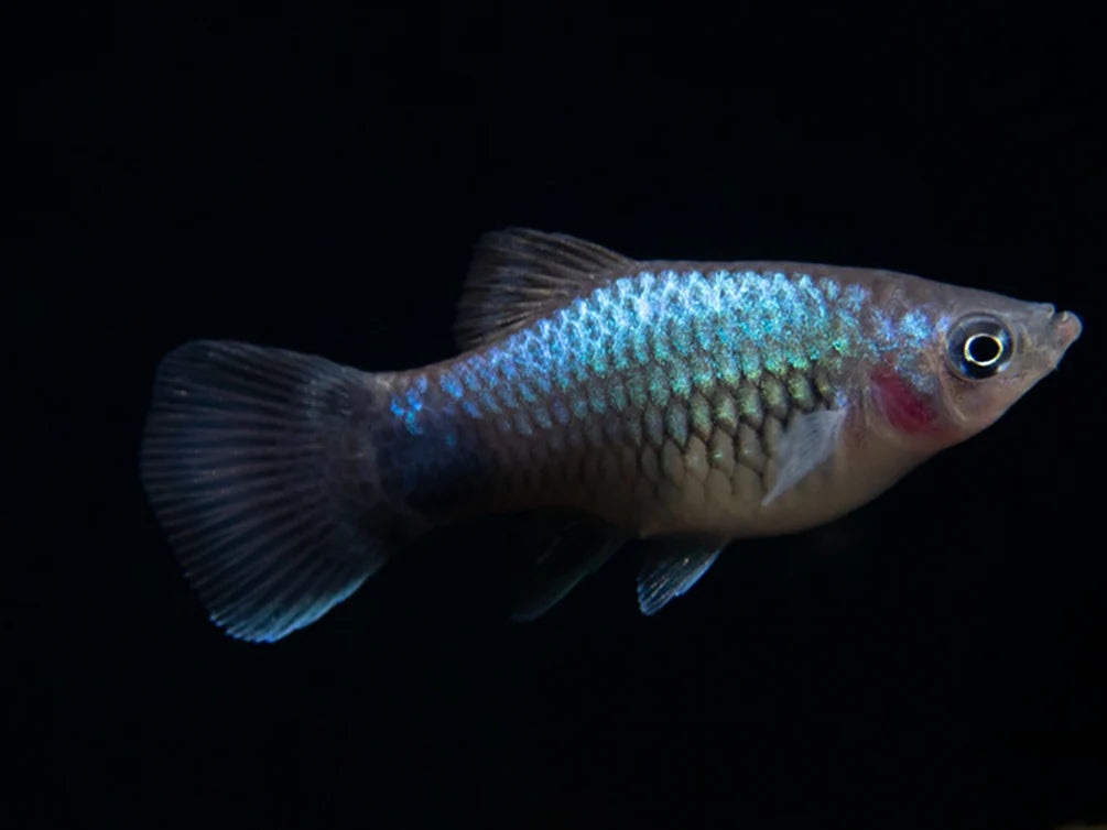 Blue Wagtail Platy (Xiphophorus maculatus)