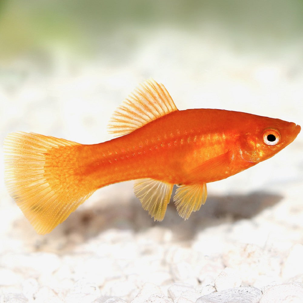 Red Platy (Xiphophorus maculatus)
