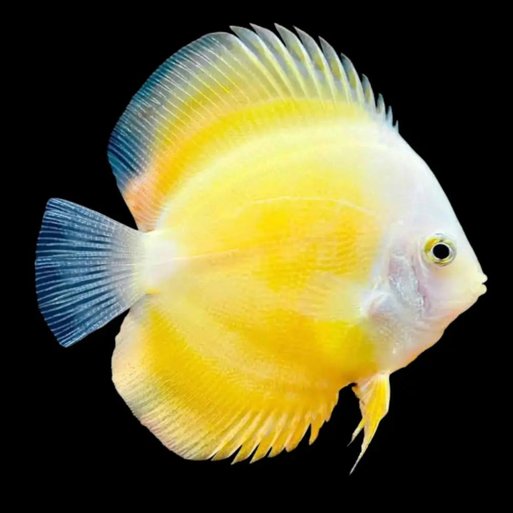 Yellow Discus – (Medium Size 8cm+)