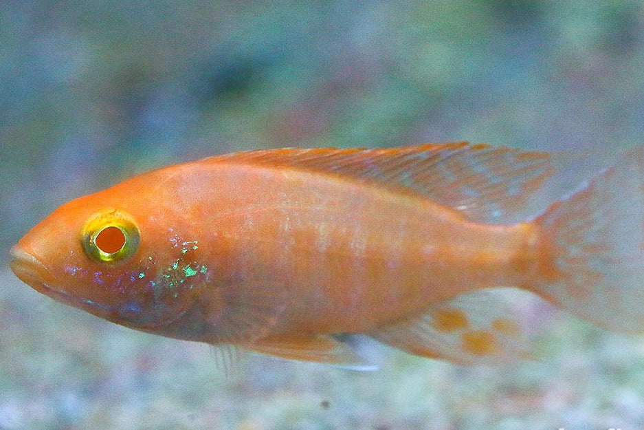 Albino Dragon Blood Peacock Cichlid (Aulonocara sp. hybrid)