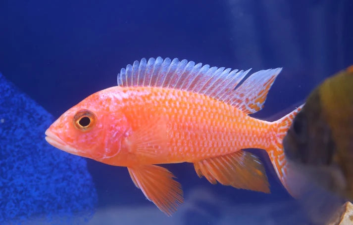 Strawberry Peacock Cichlid (Aulonocara sp. hybrid)