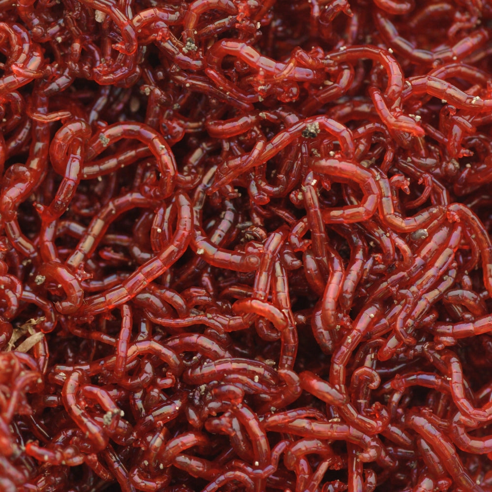 Bloodworms (Red Mosquito Larvae)