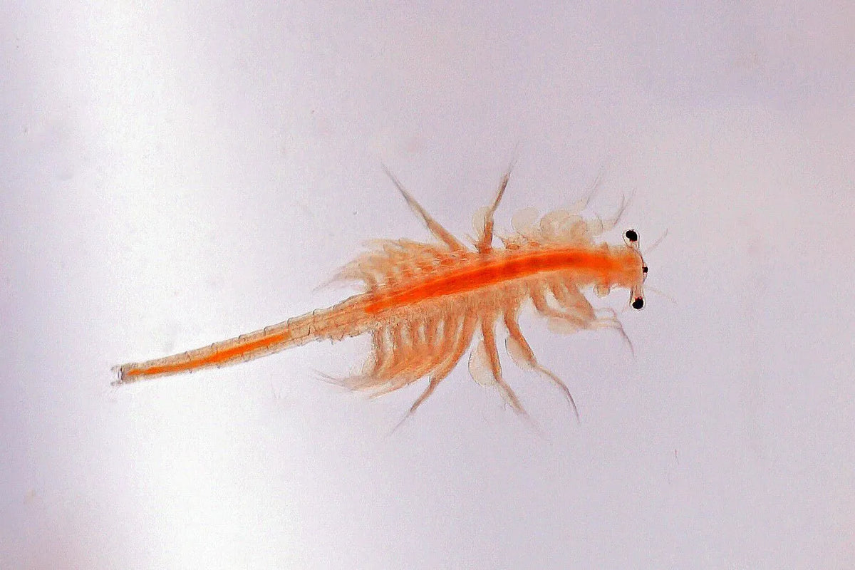 Artemia (Brine Shrimp)