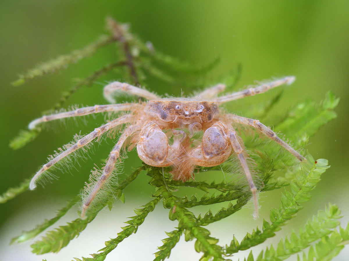 Thai Micro Crab (Limnopilos naiyanetri)