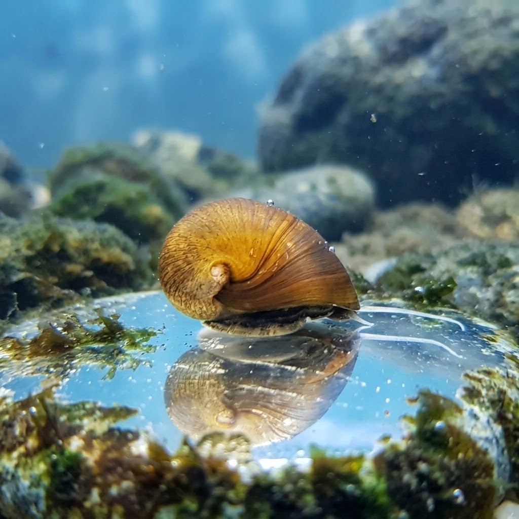 Abalone Snail (Neritina sp.)